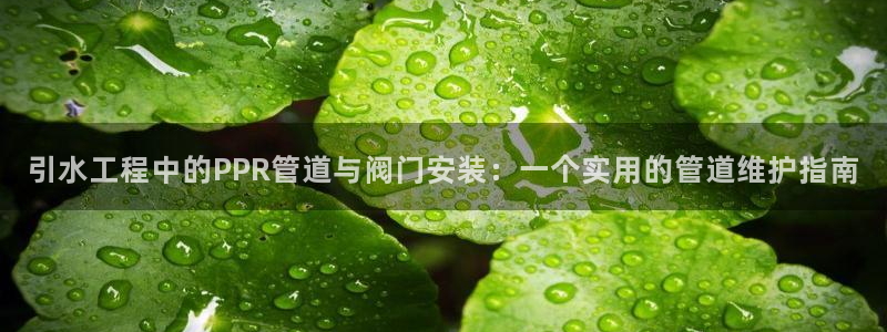 新宝gg手机app